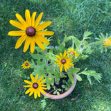 A little birdie told me - seed card