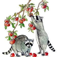 Raccoon and Apple - Sarah Duggan