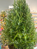 Rosemary Tree