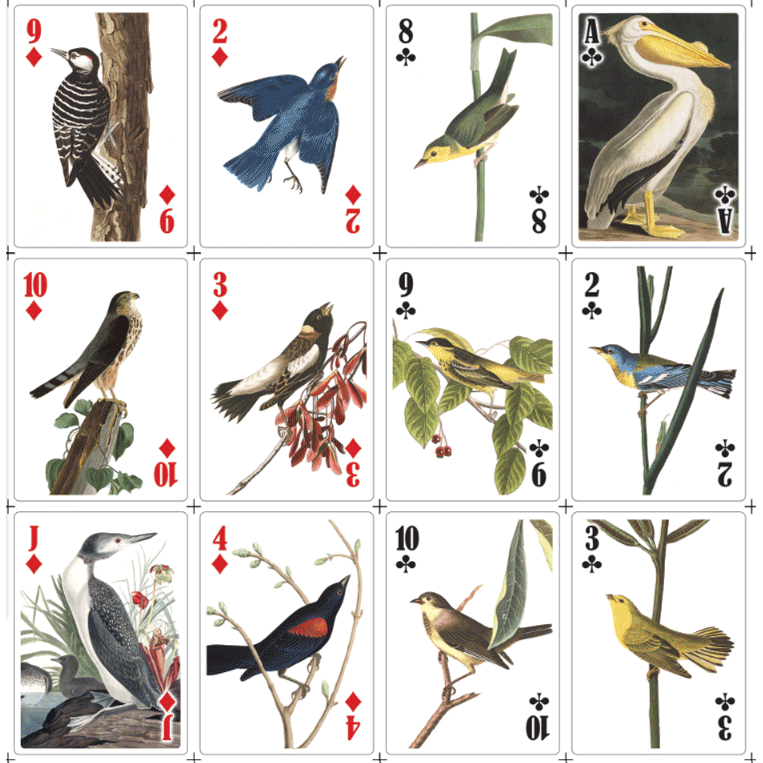 Birds playing cards