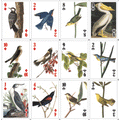 Birds playing cards