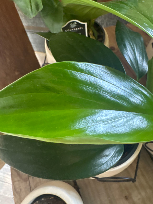 Cast Iron Plant 4”