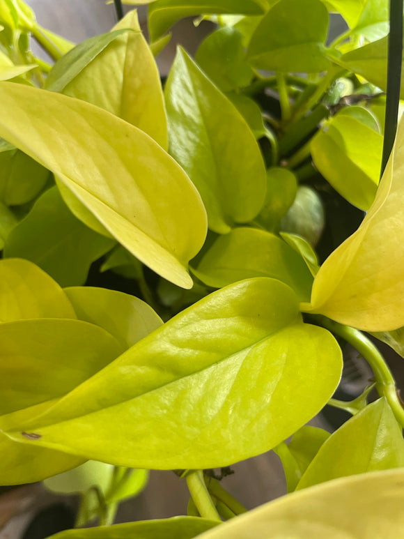 Neon Pothos 6” Hanging Basket