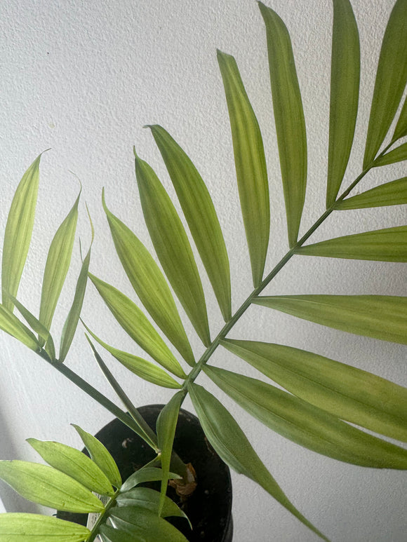 4” Palm Plant