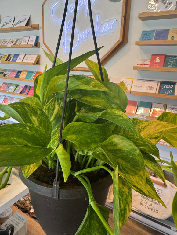 Golden Pothos Hanging Basket