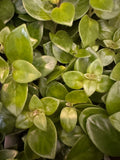 Lipstick Plant 4”