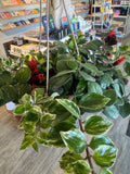 Lipstick Plant 4”