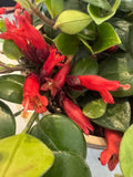 Lipstick Plant 4”