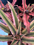 3” Cryptanthus
