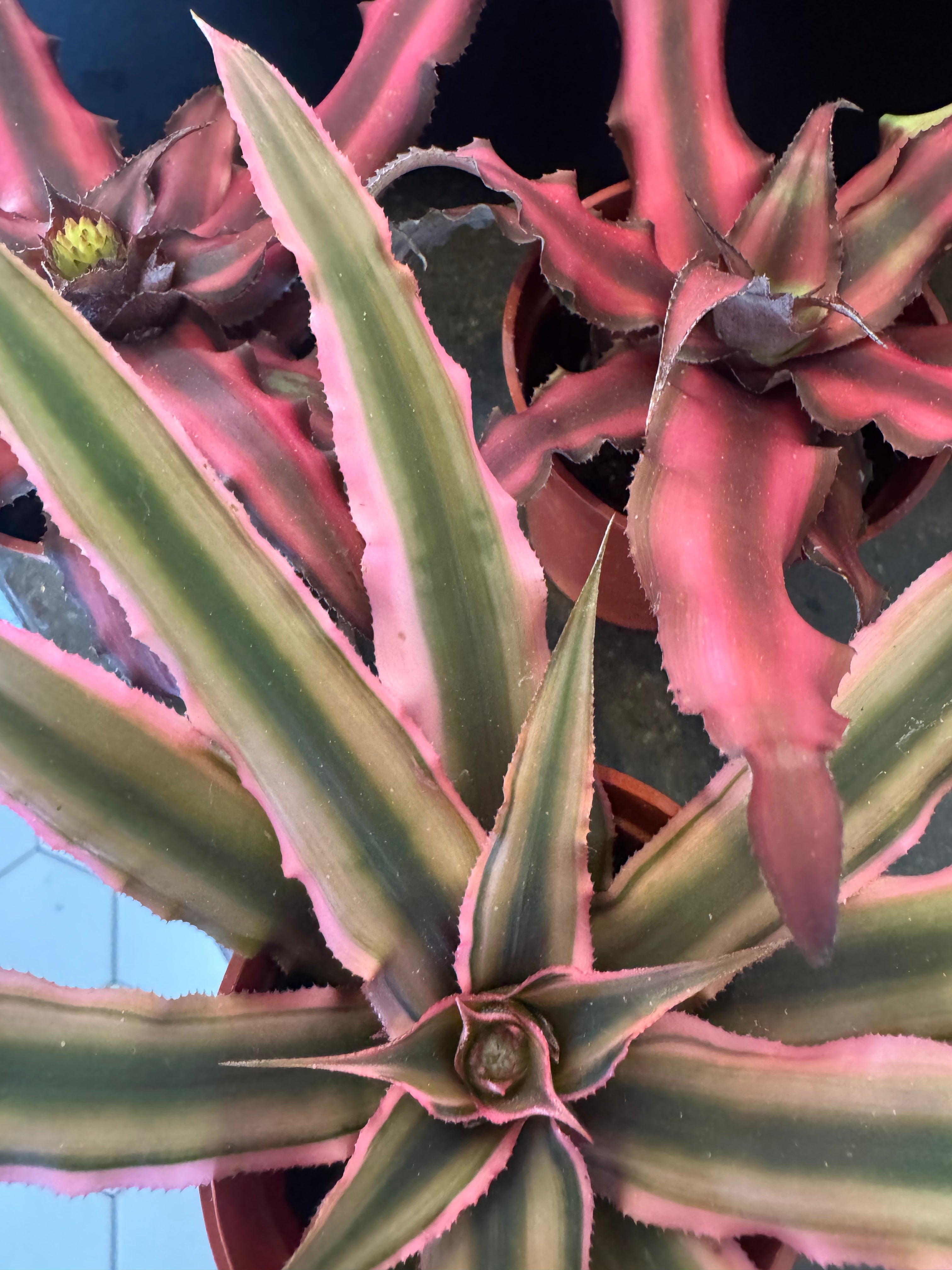 3” Cryptanthus