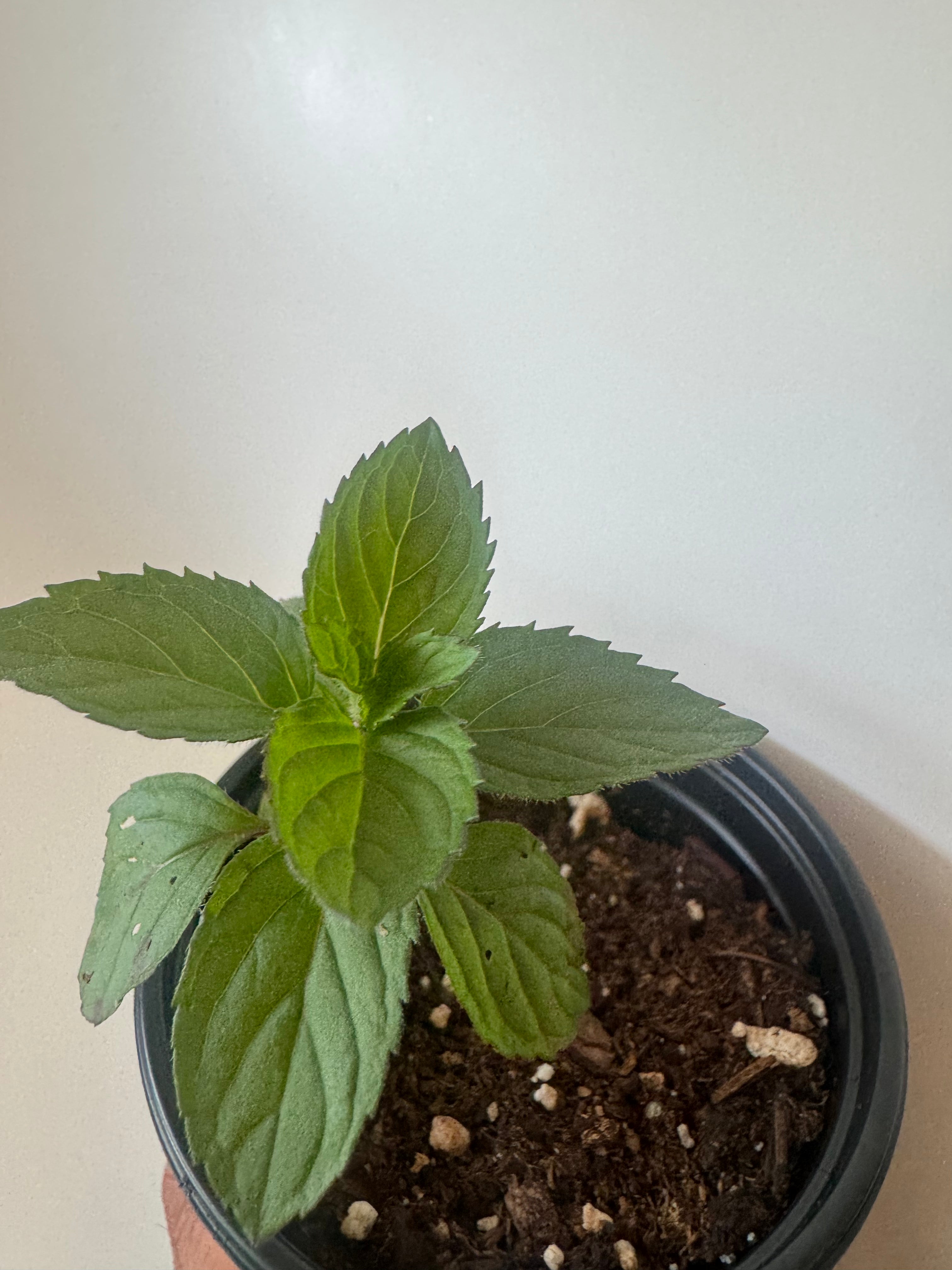 Chocolate Mint 4”