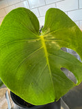 Monstera 10” pot