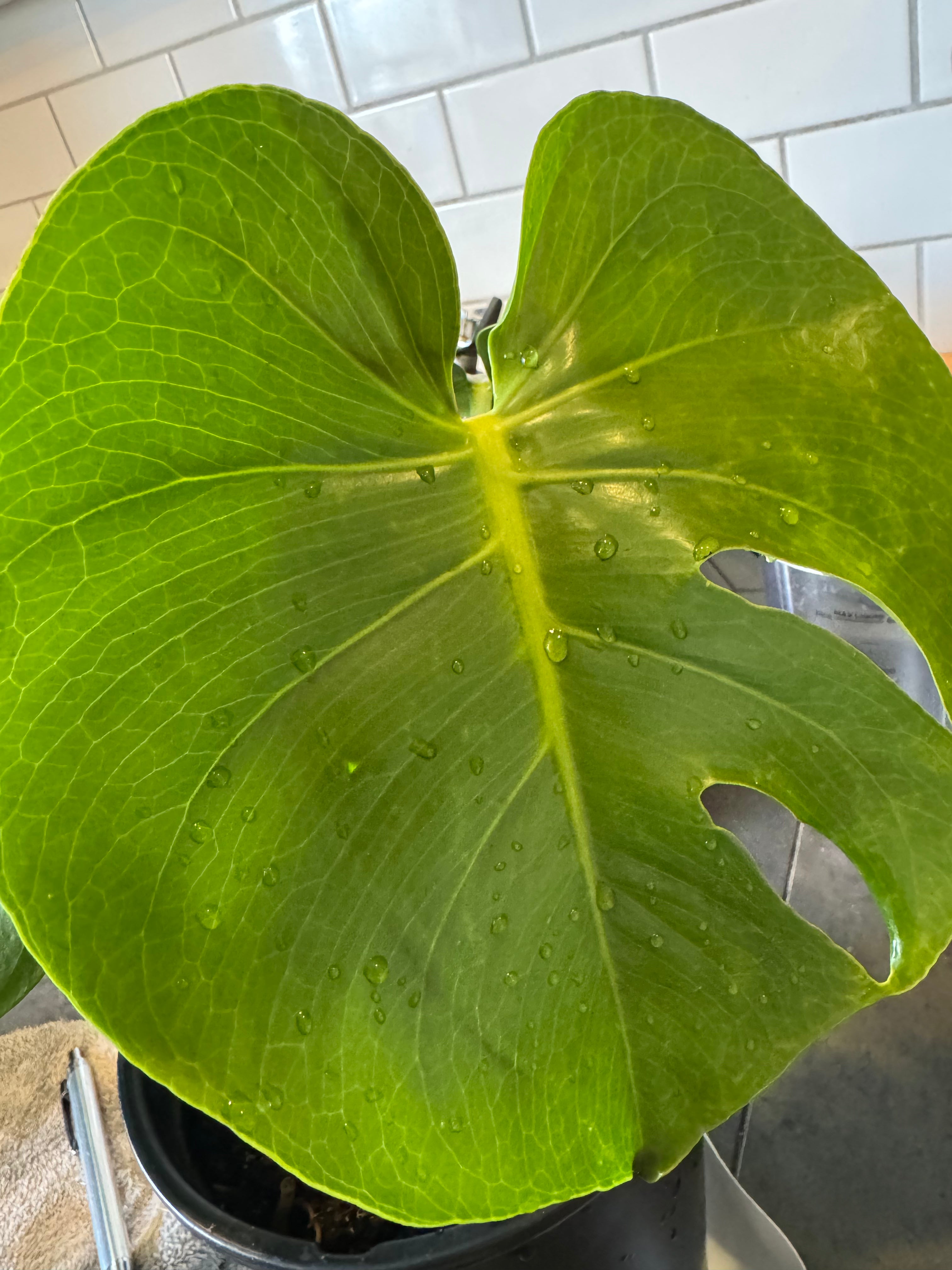 Monstera 10” pot