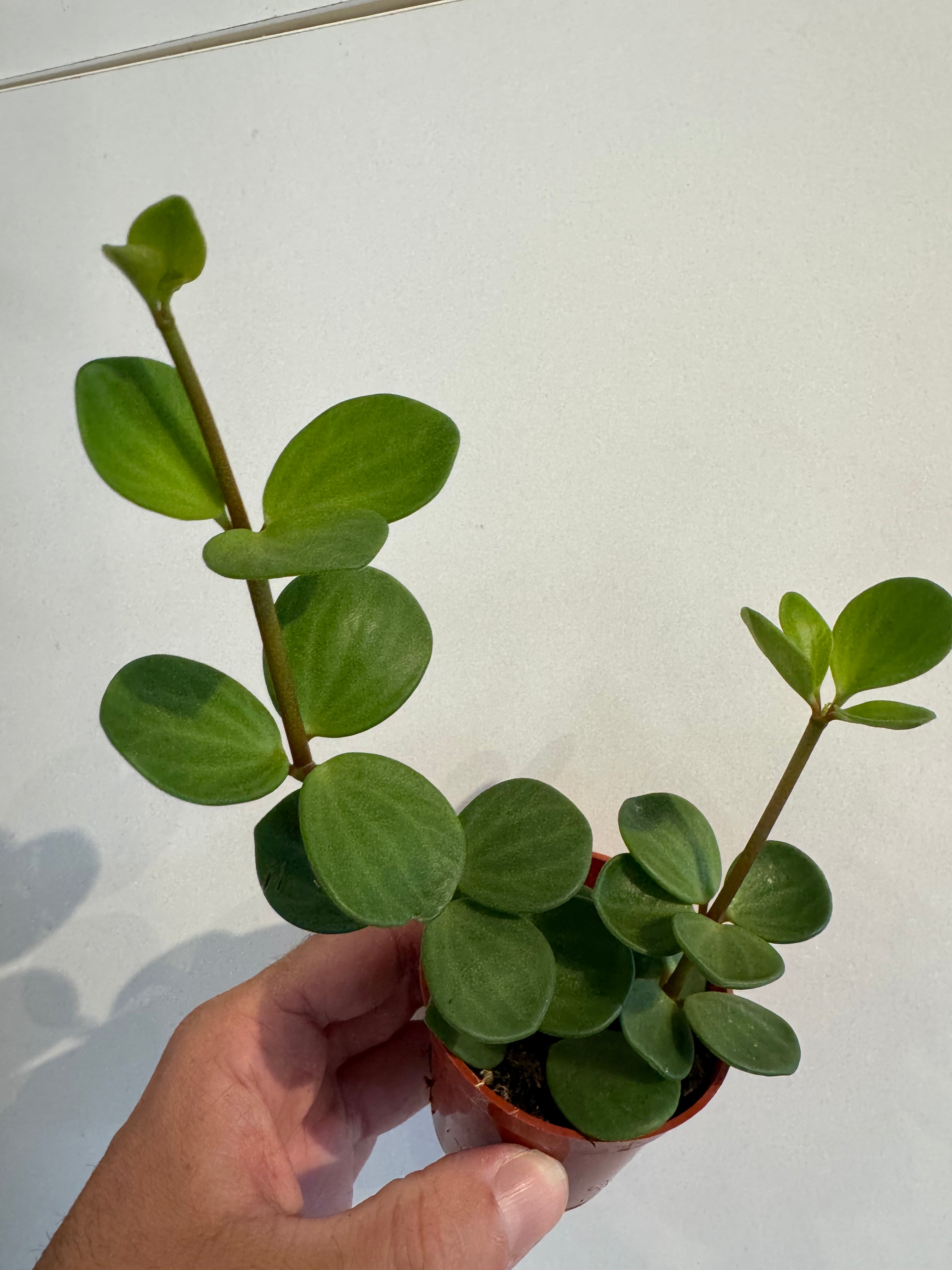 Peperomia Hope 2.5”