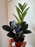 Black Raven Oscuro Zz Plant 2.5”