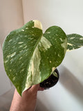 4” Thai Monstera