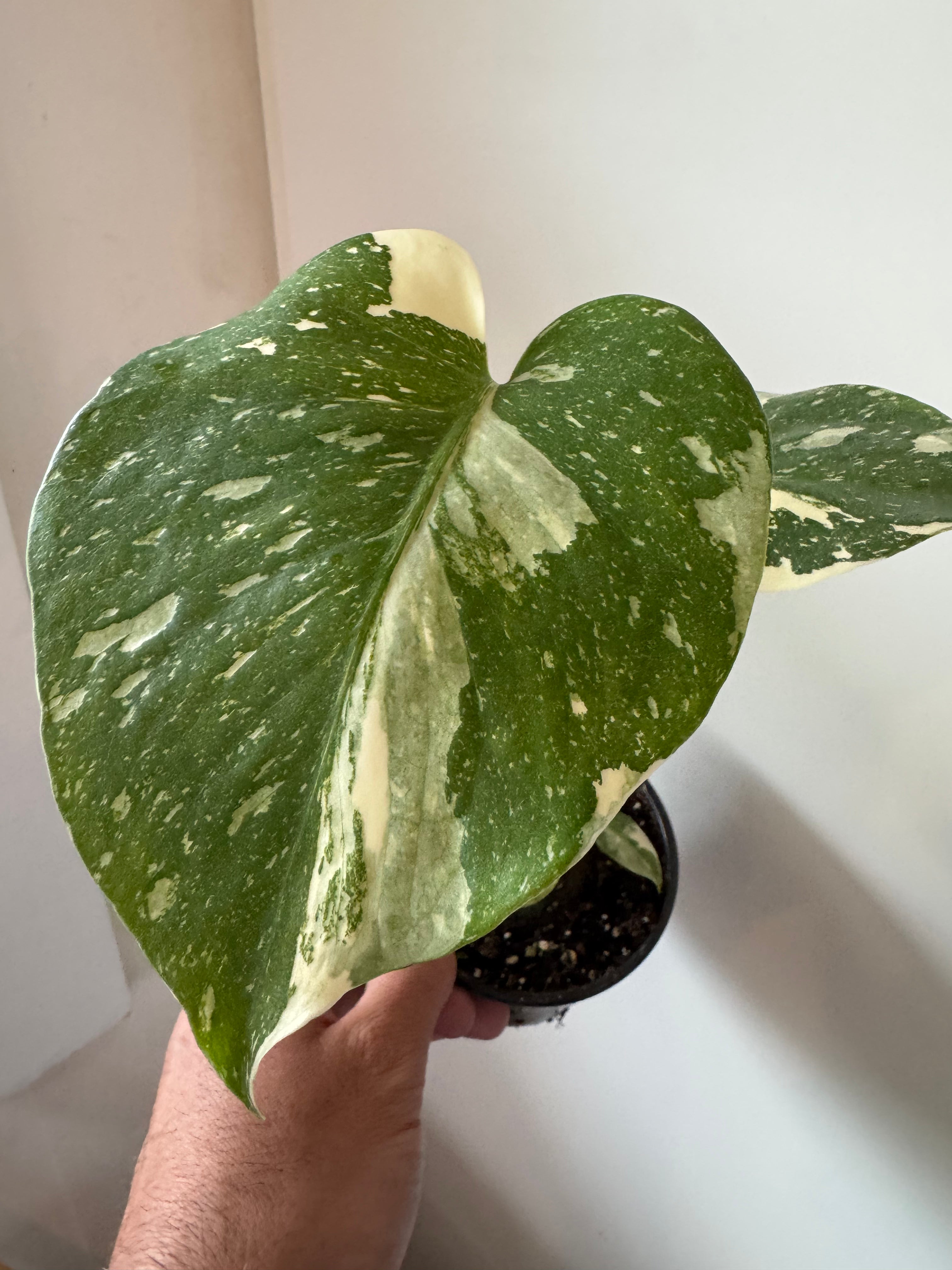 4” Thai Monstera