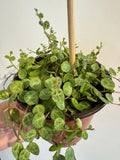 String of Turtles - Peperomia Prostrata