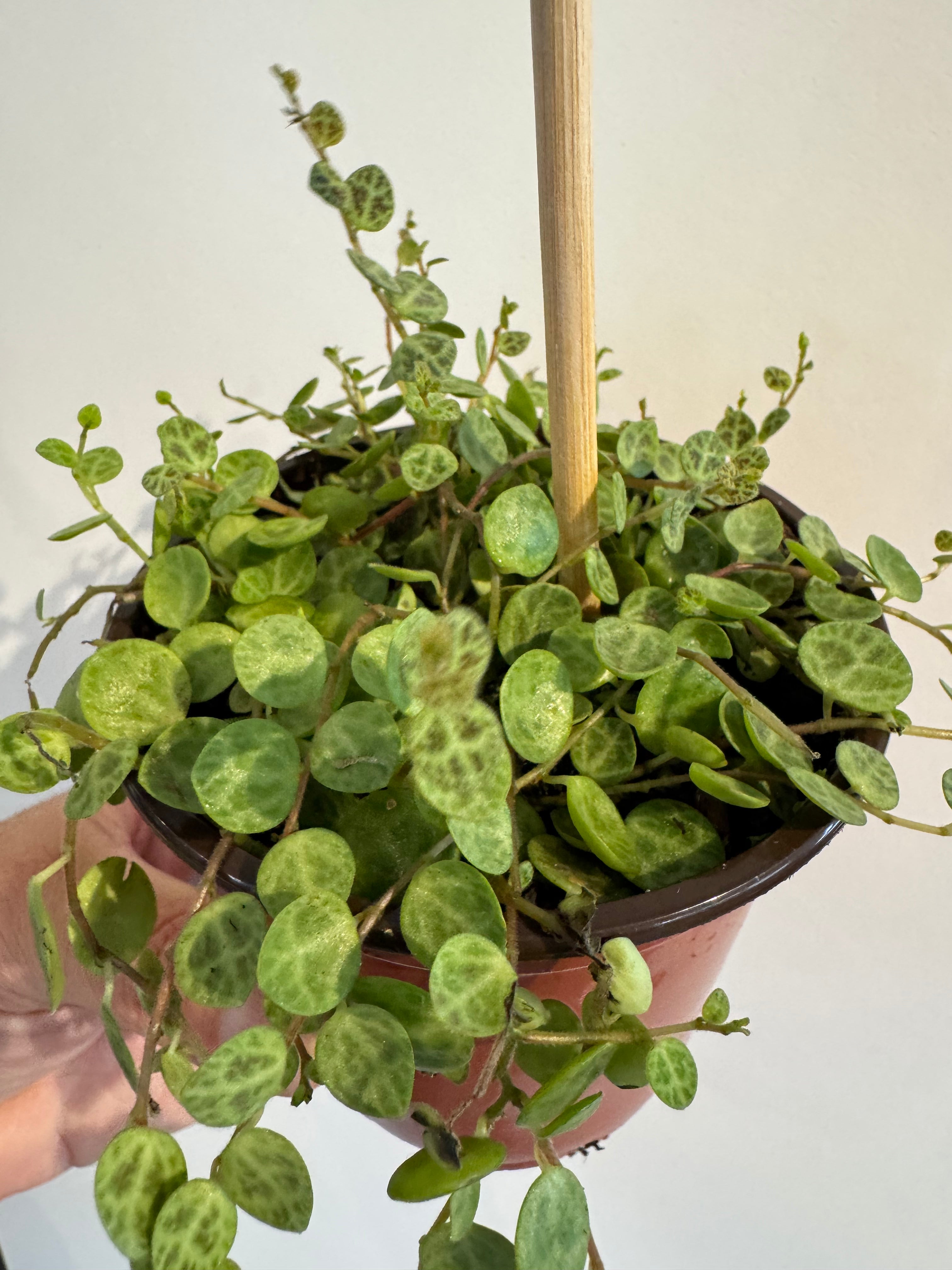 String of Turtles - Peperomia Prostrata
