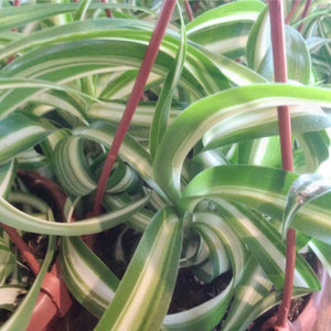 Curly Spider Plant 2.5”