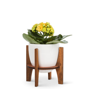 White Pot with Wooden Stand