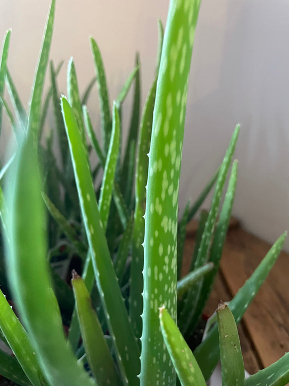 Aloe Vera Assorted 4” Pot