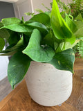 Medium Classic Concrete Pot 6”