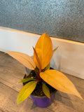 Prince of Orange Philodendron 4”