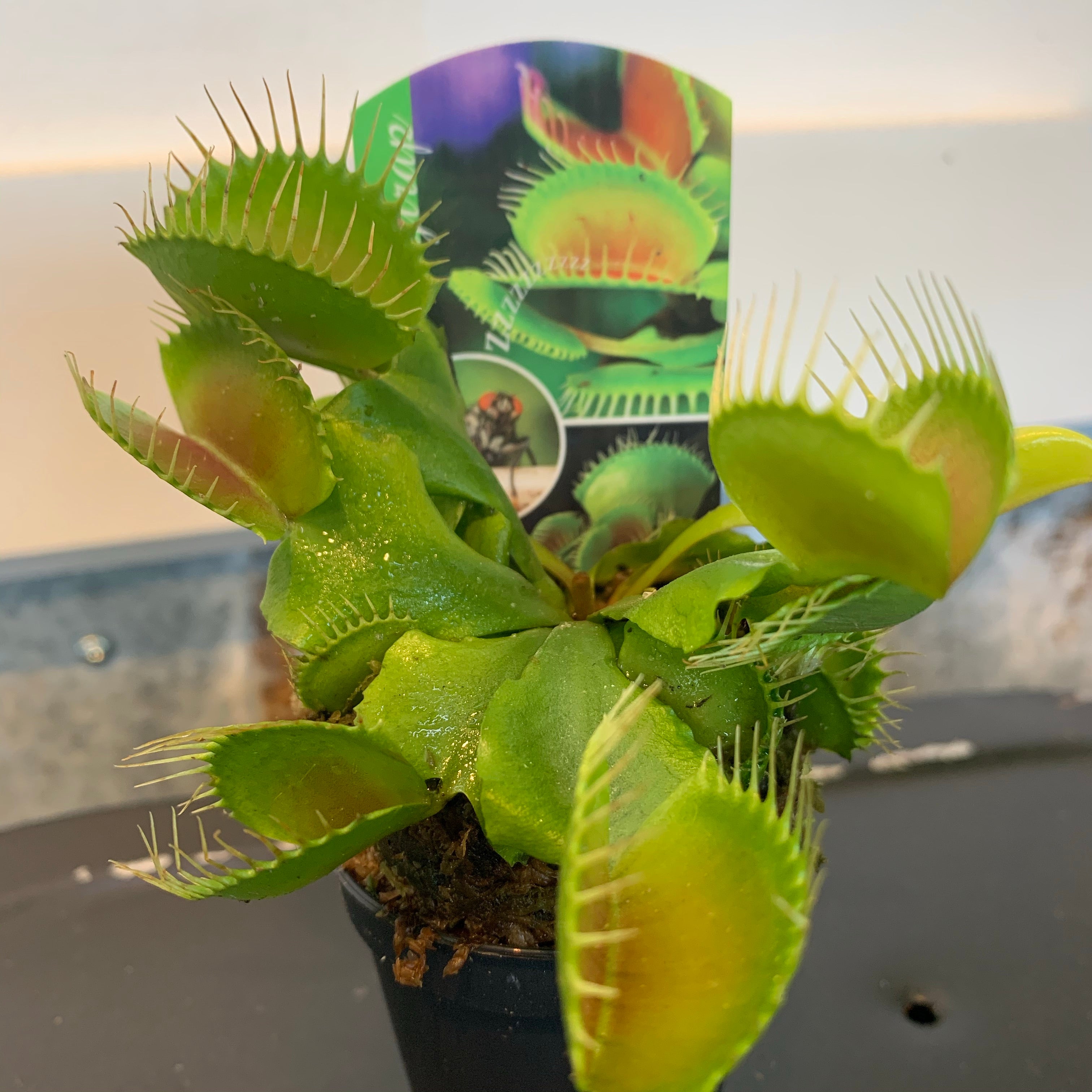 Venus Fly Trap 2.25”