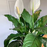 Peace Lily 4”