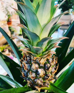 Pineapple Plant 6” Potted Plant