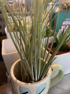 Air Plant Extra Long - Tillandsia