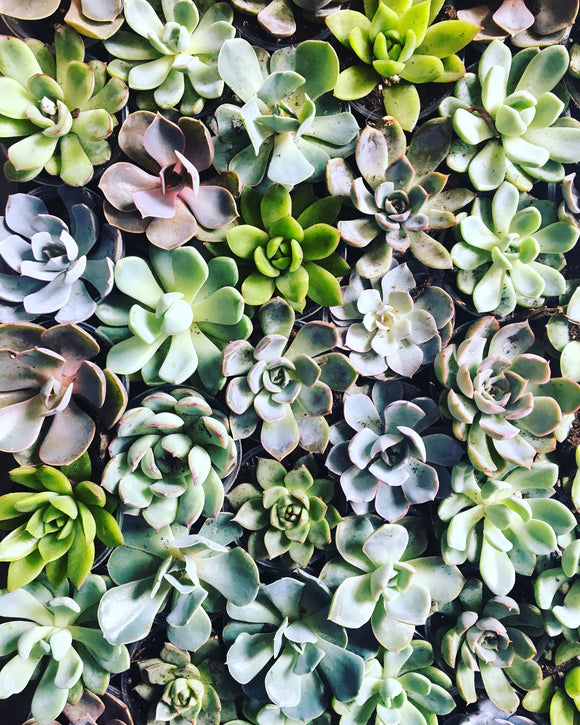 1.5” Individual Succulent - Echeveria Assorted