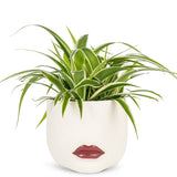 Red Lips Planter -Ruby Woo