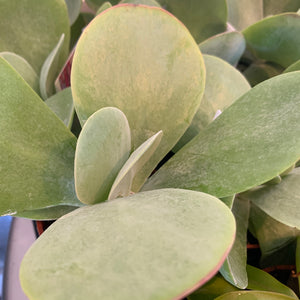 3.25" Thrysilfolia Flapjack (Paddle Plant)