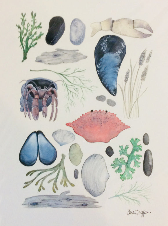 Sarah Duggan Creative Works Prints - Shells