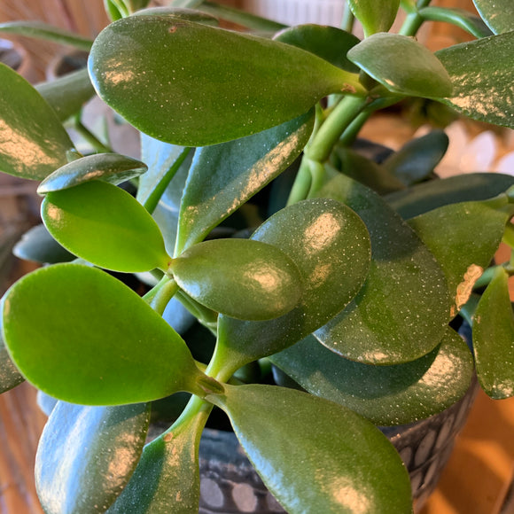 Jade 2.5” Pot