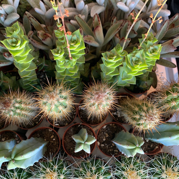 1.5” Cactus / Succulent
