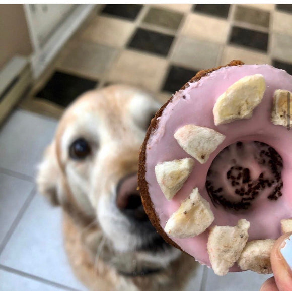 Doggy Donut
