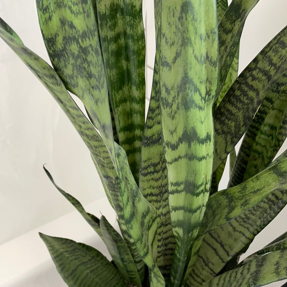 Sanseveria Floor Plant Assorted 10”