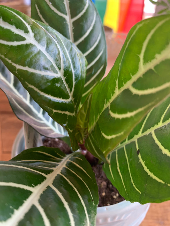 Zebra Plant 4” Pot