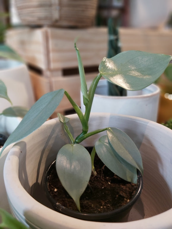 Silver Sword Philodendron 4”