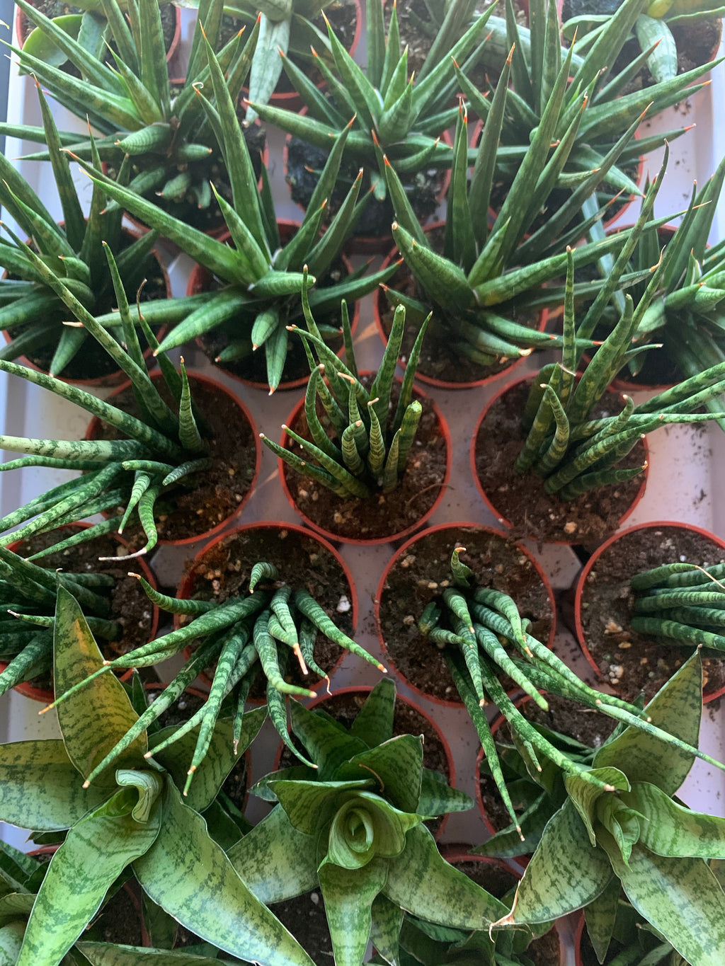Sanseveria Assorted 2.5”