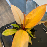 Prince of Orange Philodendron 4”