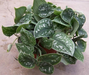 Pothos Dotted Silver Pictus 6” hanging basket