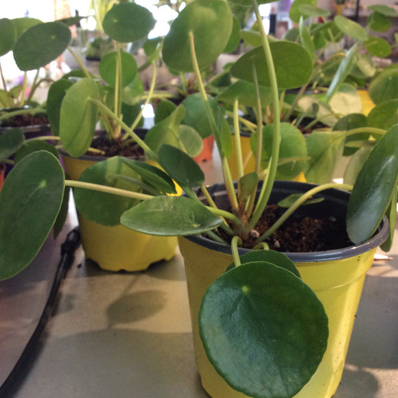 Pilea Plant — Friendship Plant 4”