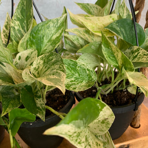 Marble Queen Pothos Hanging Basket