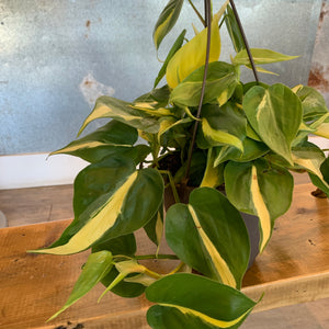 Brazilian Philodendron 6” Hanging Basket