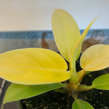Moonlight Philodendron 4”