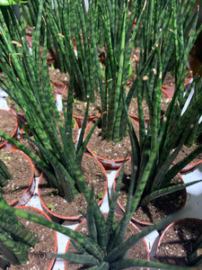 Sanseveria Assorted 2.5”